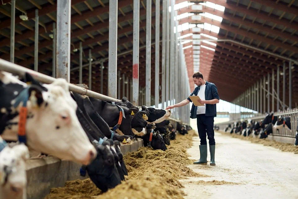 Kaplanmış Amino Asitlerin Hayvan Beslemedeki Rolü: Rumen Koruması ile Artan Biyoyararlanım